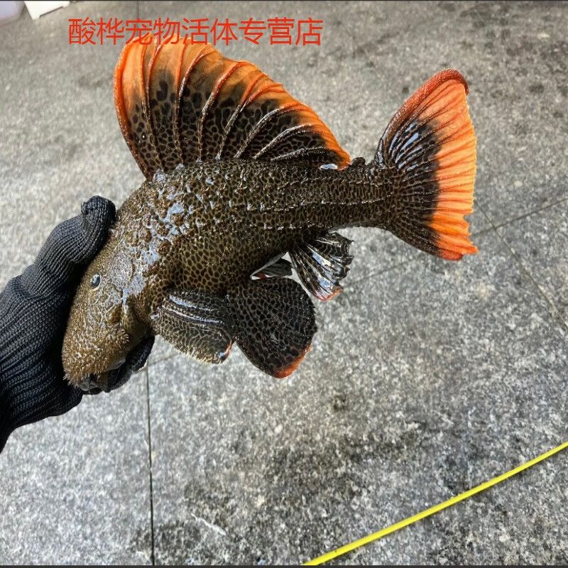 曼龍魚魚食（曼龍魚為什么喜歡吃曼龍魚魚食，曼龍魚魚食的選擇） 水族問答