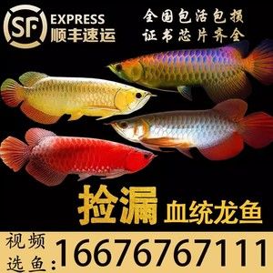 金龍魚芯片怎么查詢 龍魚百科 第3張