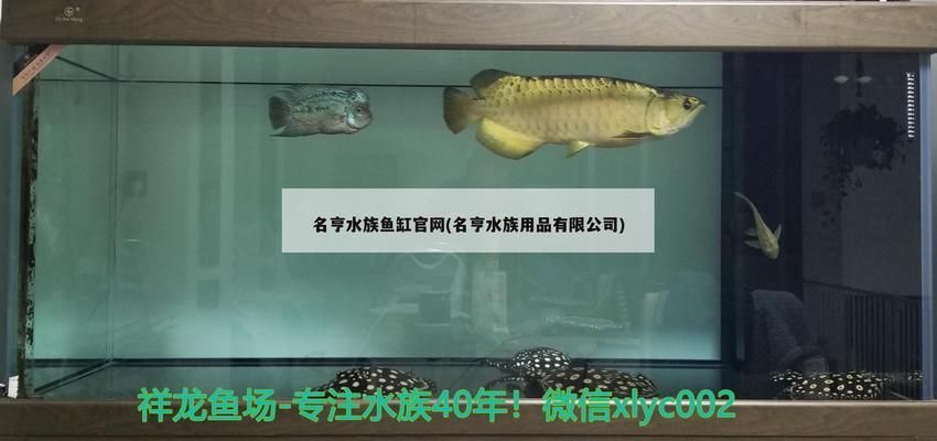 龍魚怎么看是否過背（判斷龍魚是否過背是一項需要細(xì)致觀察的任務(wù)，龍魚過背鑒別常見誤區(qū)）