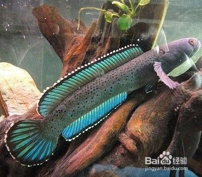 雷龍魚吃昆蟲嗎（雷龍魚可以吃昆蟲嗎雷龍魚喂食紅線蟲注意事項） 龍魚百科 第3張