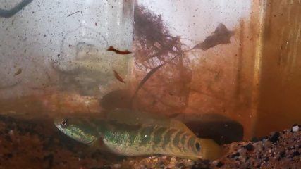 雷龍魚吃魚飼料嗎（雷龍魚吃魚飼料是否有毒） 龍魚百科 第4張