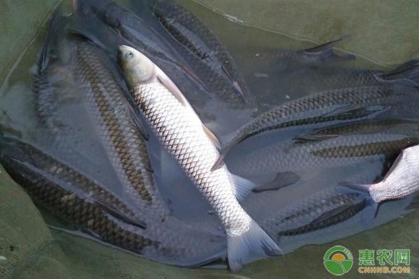 雷龍魚鈷藍怎么樣（雷龍魚鈷藍的外觀特征是什么？） 水族問答 第1張