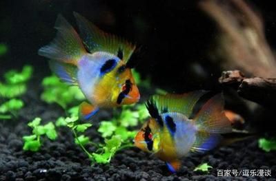 最貴的紅龍魚(yú)（關(guān)于紅龍魚(yú)的一些問(wèn)題） 水族問(wèn)答 第2張