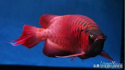 龍魚吃小魚有營養(yǎng)嗎（龍魚吃小魚有營養(yǎng)嗎龍魚吃小魚有營養(yǎng)嗎） 龍魚百科 第5張