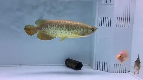 金頭金龍魚 龍魚百科 第5張