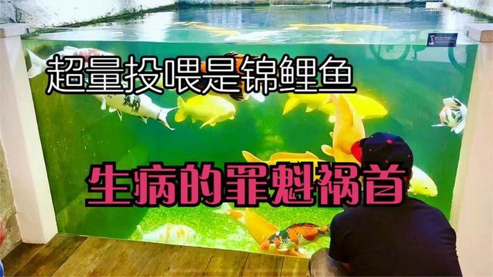 金龍魚白天需要開燈嗎（金龍魚在白天需要開燈嗎，金龍魚在白天應(yīng)該開啟燈光嗎） 水族問答 第1張