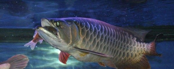 龍魚都吃什么食物（龍魚喂食頻率如何掌握龍魚喂食頻率如何掌握龍魚活餌消毒方法介紹） 龍魚百科 第2張