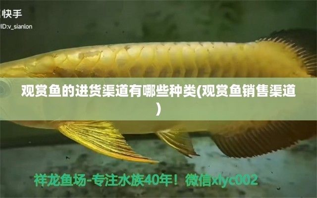 龍魚批發(fā)市場進貨渠道（龍魚養(yǎng)殖場直銷優(yōu)勢分析龍魚養(yǎng)殖場直銷優(yōu)勢分析）