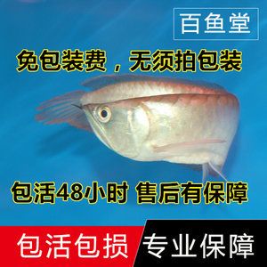 金龍魚活體品牌有哪些系列（寵趣金魚、萌睿迪、珊野等活體魚品牌有哪些？） 龍魚百科 第4張