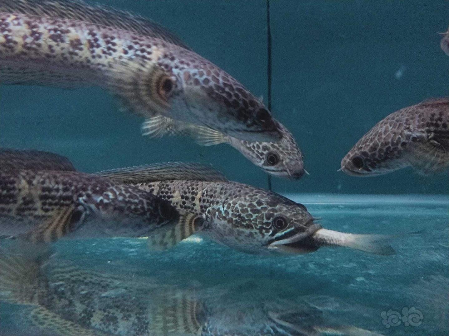 雷龍魚卵白色絮狀物（如何快速檢測(cè)雷龍魚卵健康）