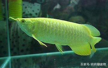 買龍魚怎么選（如何挑選高品質龍魚） 龍魚百科 第1張