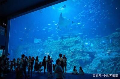 用戶反饋對(duì)水族館運(yùn)營影響（用戶反饋對(duì)水族館的影響）