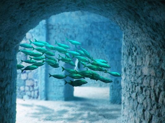 祥龍水族館海洋生物科普課程（海洋生物科普課程）