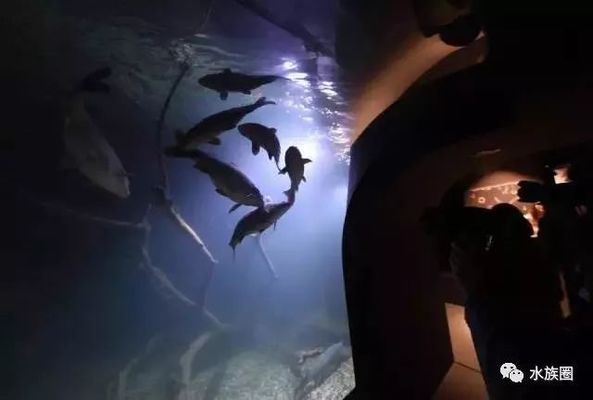 水族館內巖石造景建議（水族箱巖石造景案例分享，） 水族館百科（水族館加盟） 第5張