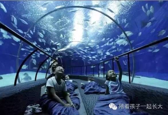 夜間水族館特別活動內(nèi)容（夜間水族館特別活動是一項吸引游客的獨特體驗）