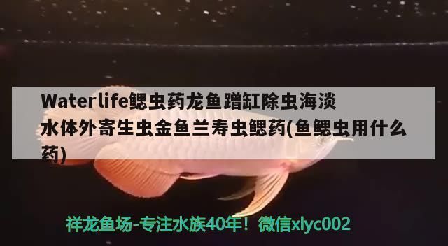 黃金貓魚爛鰓病的自然療法（治療黃金貓魚爛鰓病的方法）