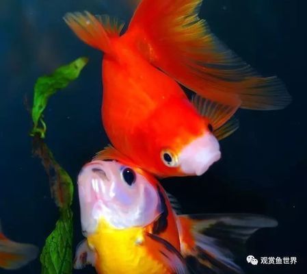 黃金貓魚(yú)爛鰓病的自然療法（治療黃金貓魚(yú)爛鰓病的方法）