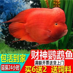 黃金貓魚繁殖飼料選擇指南（金魚繁殖飼料選擇指南） 黃金貓魚百科 第3張