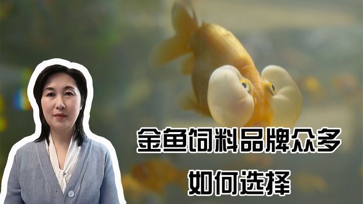 黃金貓魚幼魚飼料選擇指南（黃金貓魚幼魚飼料的選擇） 黃金貓魚百科 第3張