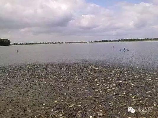 如何判斷黃金貓魚幼魚飽食（關(guān)于黃金貓魚幼魚飽食的判斷，沒有直接的信息來源）