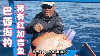 紅尾過背金龍魚圖片欣賞視頻（如何鑒別一條真正的紅尾過背金龍魚？） 水族問答 第2張