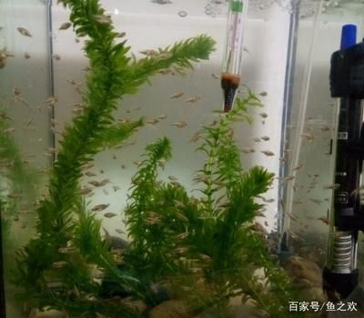 紅尾過背金龍魚圖片欣賞視頻（如何鑒別一條真正的紅尾過背金龍魚？） 水族問答 第3張