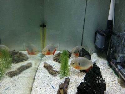 水族館專用飼料購買指南（水族館專用飼料是維持水生動物健康生長的關(guān)鍵,水族館飼料投喂技巧） 水族館百科（水族館加盟） 第1張