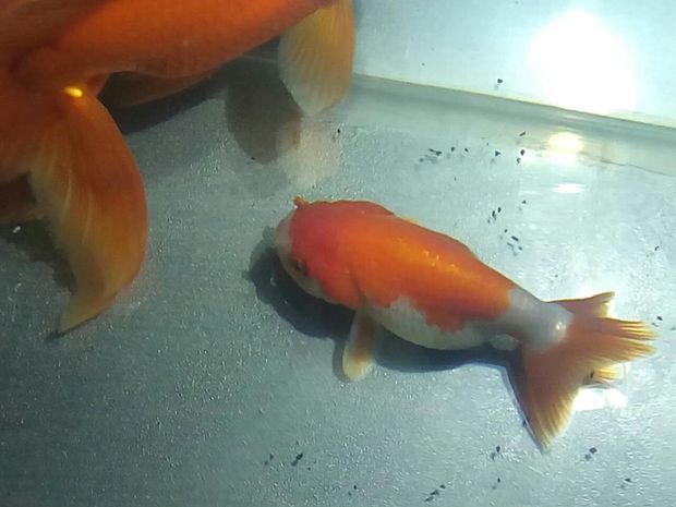 水族館專用飼料購(gòu)買指南（水族館專用飼料是維持水生動(dòng)物健康生長(zhǎng)的關(guān)鍵,水族館飼料投喂技巧） 水族館百科（水族館加盟） 第4張