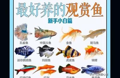 水族館選購(gòu)指南（水族箱選購(gòu)指南）