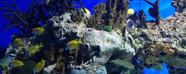 水族館選購指南（水族箱選購指南） 水族館百科（水族館加盟） 第4張