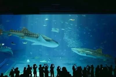 水族館選購指南（水族箱選購指南） 水族館百科（水族館加盟） 第5張