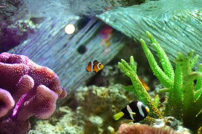 水族館選購指南（水族箱選購指南）