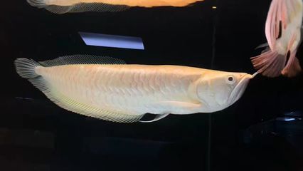 祥龍水族聯(lián)盟參與的水族展會(huì)（祥龍水族聯(lián)盟參與水族展會(huì)） 水族館百科（水族館加盟） 第4張