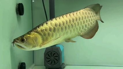 祥龍水族聯(lián)盟參與的水族展會(huì)（祥龍水族聯(lián)盟參與水族展會(huì)） 水族館百科（水族館加盟） 第3張