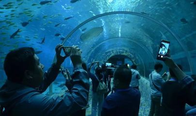 水族館隧道如何增強(qiáng)游客互動(dòng)（水族館隧道vr體驗(yàn)） 水族館百科（水族館加盟） 第5張