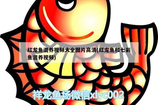 青龍魚竿質(zhì)量怎么樣好用嗎知乎推薦（青龍魚竿與其他品牌對比,青龍魚竿的保養(yǎng)和維護(hù)方法）