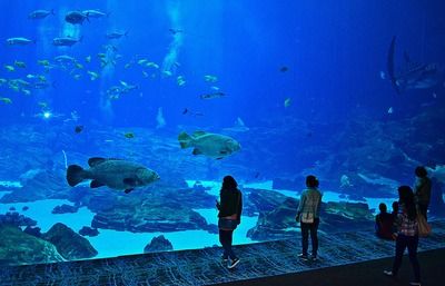 祥龍水族館營業(yè)時間（哈爾濱市祥龍水族館） 水族館百科（水族館加盟） 第5張