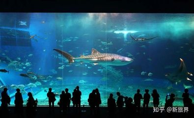 水族館專家如何指導繁殖（水族館專家在指導金龍魚繁殖過程中的關鍵環(huán)節(jié)）