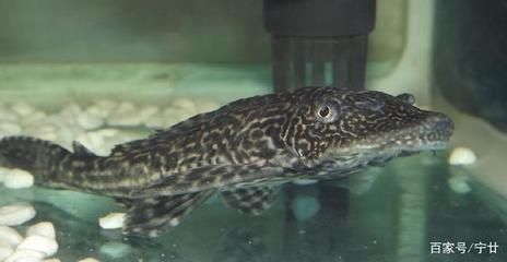 水族館專家如何指導繁殖（水族館專家在指導金龍魚繁殖過程中的關鍵環(huán)節(jié)）