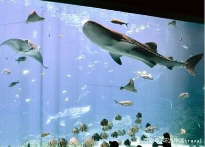 水族館專家如何指導繁殖（水族館專家在指導金龍魚繁殖過程中的關鍵環(huán)節(jié)）