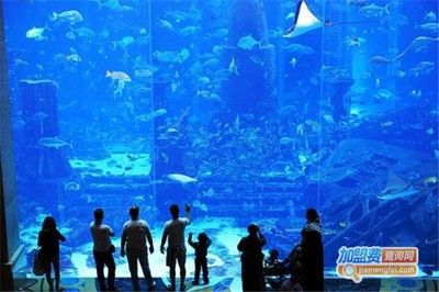 水族館行業(yè)市場競爭現(xiàn)狀（中國水族館行業(yè)市場競爭現(xiàn)狀分析水族館行業(yè)未來增長點探究） 水族館百科（水族館加盟） 第4張