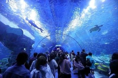 水族館行業(yè)市場競爭現(xiàn)狀（中國水族館行業(yè)市場競爭現(xiàn)狀分析水族館行業(yè)未來增長點(diǎn)探究） 水族館百科（水族館加盟） 第6張