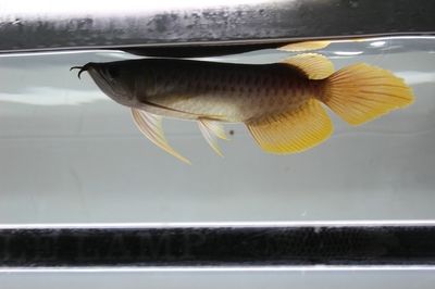 龍魚(yú)掉眼原因分析（龍魚(yú)掉眼的主要原因分析，龍魚(yú)飼料選擇指南，龍魚(yú)日常養(yǎng)護(hù)注意事項(xiàng)）