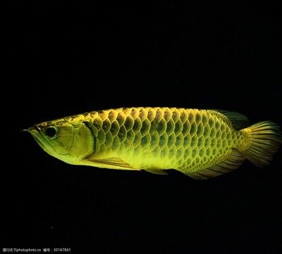 龍魚是淡水魚嗎？（如何鑒別優(yōu)質(zhì)龍魚）