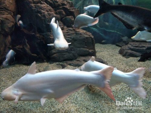 夜間水族館參觀須知事項(xiàng)（夜場水族館參觀須知） 水族館百科（水族館加盟） 第1張