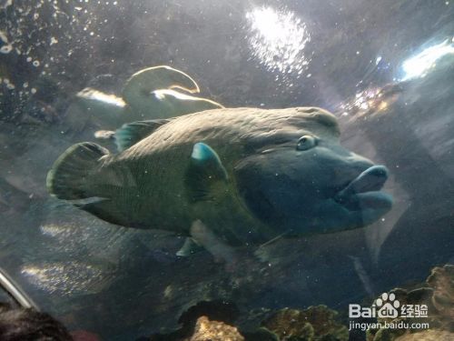 夜間水族館參觀須知事項(xiàng)（夜場(chǎng)水族館參觀須知） 水族館百科（水族館加盟） 第5張