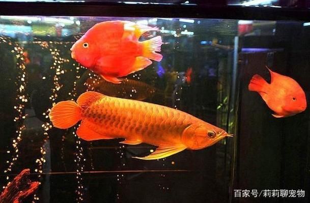 如何解決龍魚打架問題（龍魚打架后的傷口處理）