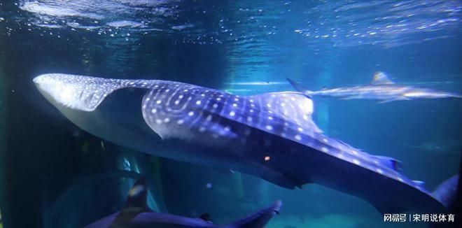 海洋生物在水族館中的適應性（水族館如何模擬深海環(huán)境,水族館生物的日常護理方法） 水族館百科（水族館加盟） 第3張