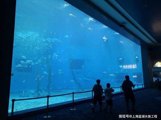 海洋生物在水族館中的適應性（水族館如何模擬深海環(huán)境,水族館生物的日常護理方法） 水族館百科（水族館加盟） 第4張