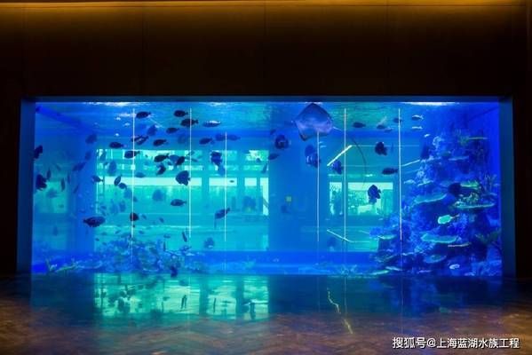 海洋生物在水族館中的適應性（水族館如何模擬深海環(huán)境,水族館生物的日常護理方法） 水族館百科（水族館加盟） 第5張